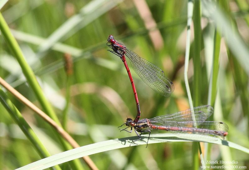 Large Red Damselfly, Pyrrhosoma nymphula, Zygoptera (Dragonflies, Odonata)